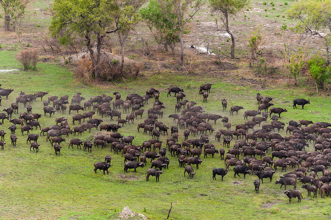 Luftaufnahme einer Herde afrikanischer Büffel, Syncerus caffer, in einer Landschaft mit Bäumen. Okavango-Delta, Botsuana.