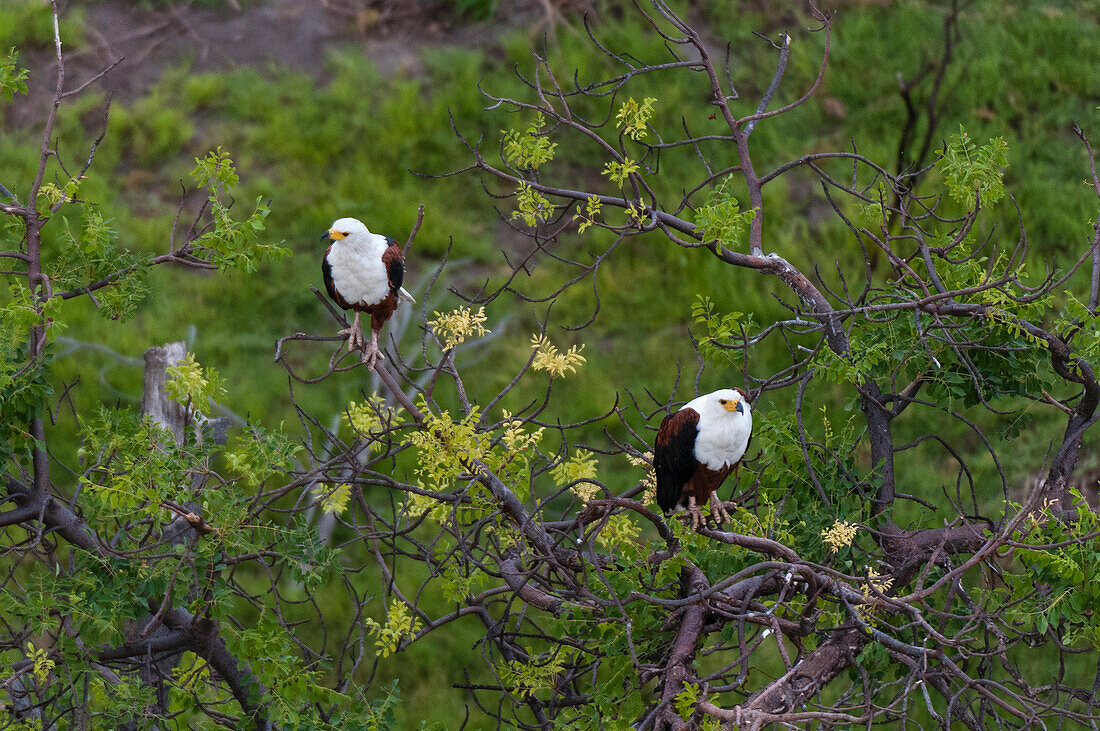 An aerial view of a pair of African fish eagles, Haliaeetus vocifer, perching in a tree. Okavango Delta, Botswana.