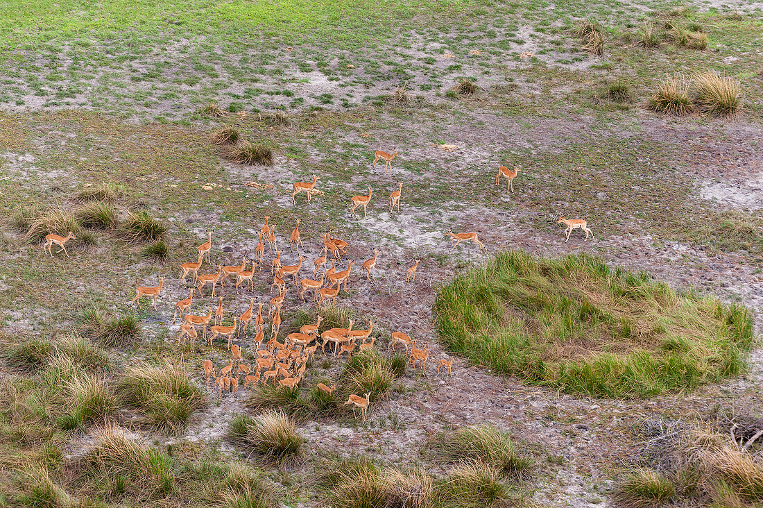 Luftaufnahme einer Herde von Impalas, Aepyceros melampus. Okavango-Delta, Botsuana.