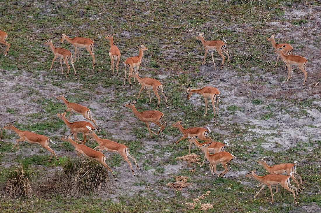 Luftaufnahme einer Herde von Impalas, Aepyceros melampus. Okavango-Delta, Botsuana.