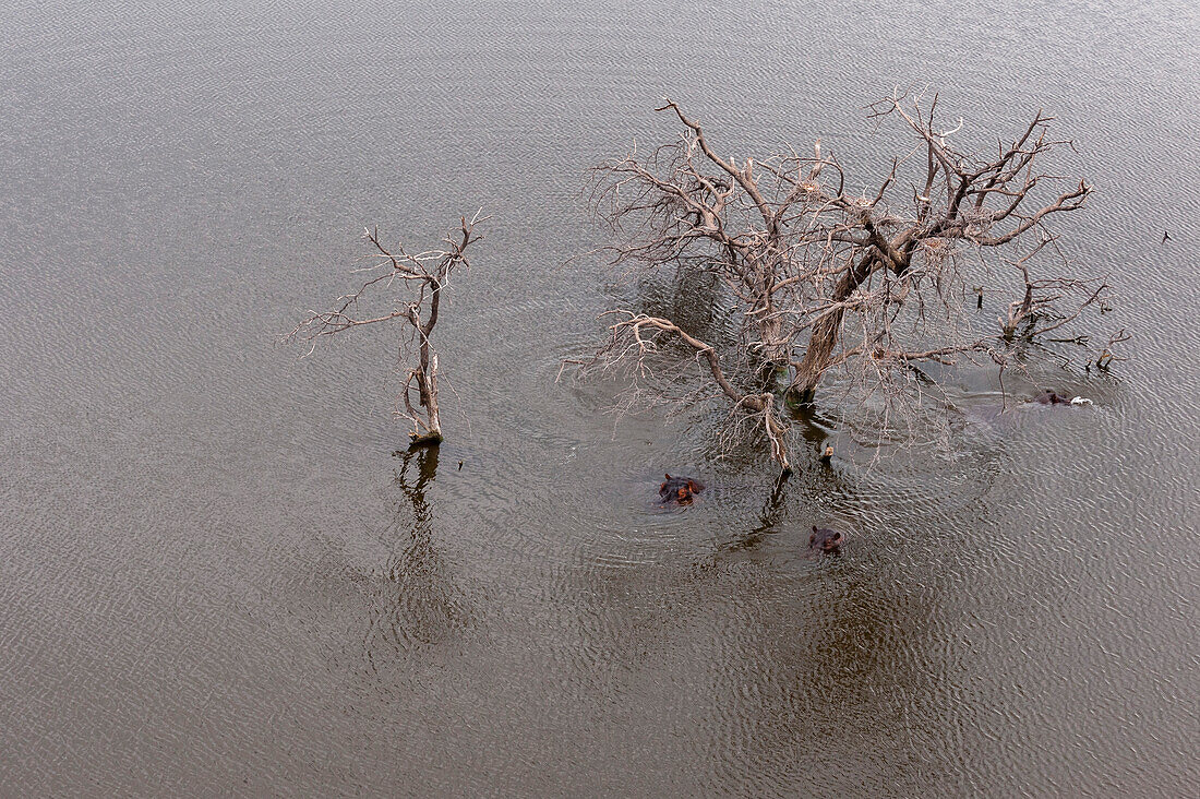 Eine Luftaufnahme von Flusspferden, Hippopotamus amphibius, versammelt um einen toten Baum in einer Flussaue. Okavango-Delta, Botsuana.