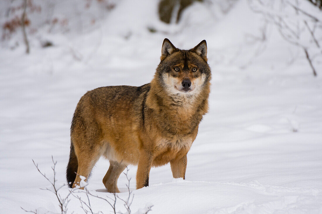 Ein Grauer Wolf, Canis lupus, im Nationalpark Bayerischer Wald. Deutschland.