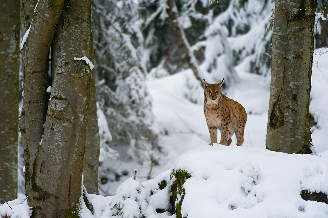 Ein Europäischer Luchs, Lynx linx, steht auf einem Felsen im Nationalpark Bayerischer Wald. Deutschland.