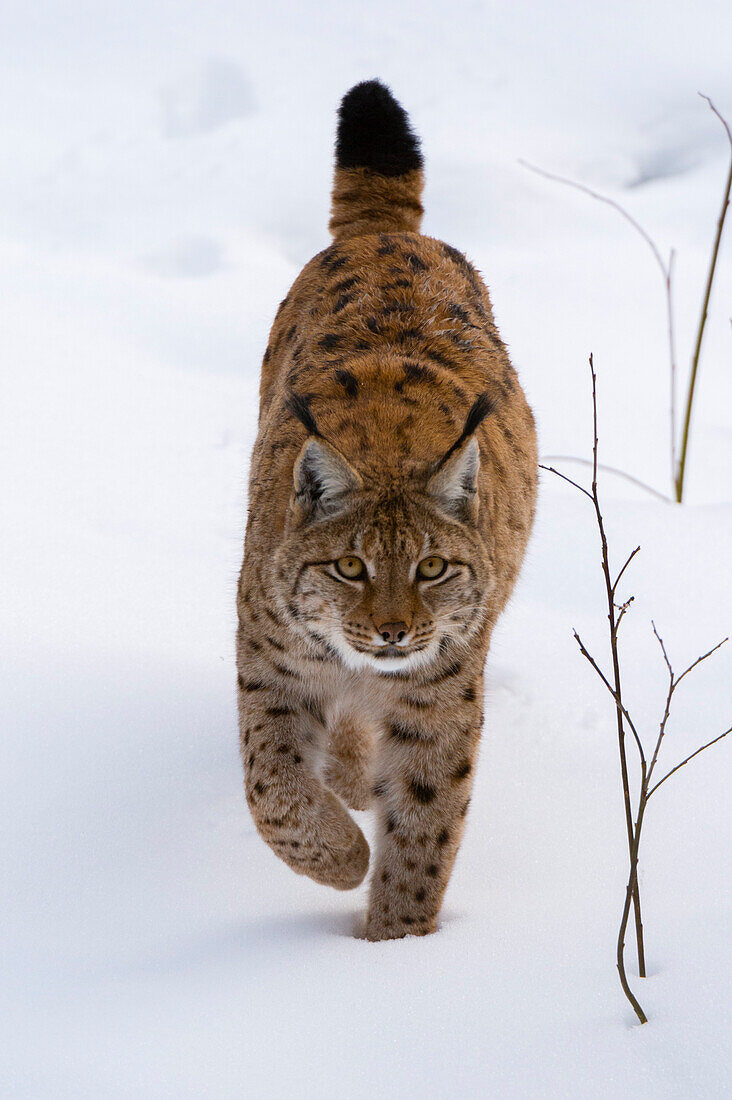 Ein Europäischer Luchs, Lynx linx, auf dem Weg in den Nationalpark Bayerischer Wald. Deutschland.