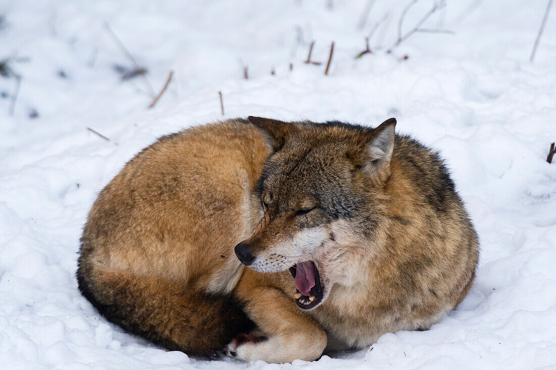 Ein Grauer Wolf, Canis lupus, gähnt im Nationalpark Bayerischer Wald. Deutschland.