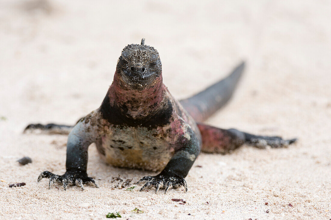 Ein mariner Leguan, Amblyrhynchus cristatus, an einem Sandstrand. Insel Espanola, Galapagos, Ecuador