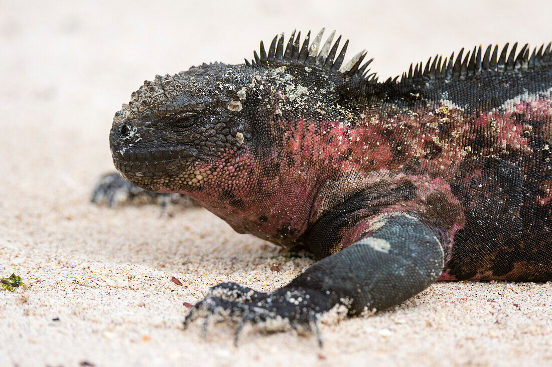 Seitenansicht eines Meeresleguans, Amblyrhynchus cristatus, an einem Sandstrand. Insel Espanola, Galapagos, Ecuador