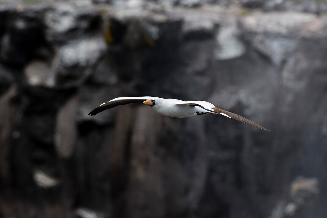 A Nazca booby, Sula dactylatra granti, known also as masked booby, in flight. Espanola Island, Galapagos, Ecuador