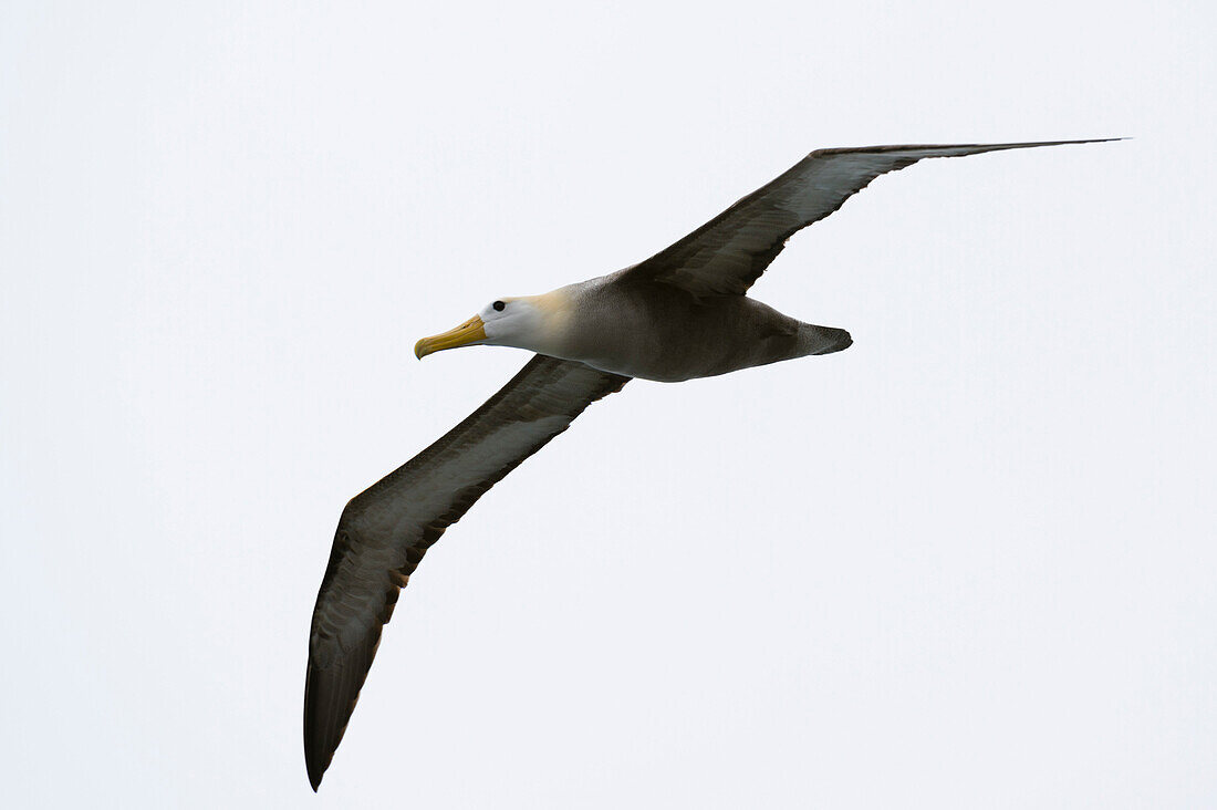 A waved albatross, Diomedea irrorata, in flight. Espanola Island, Galapagos, Ecuador