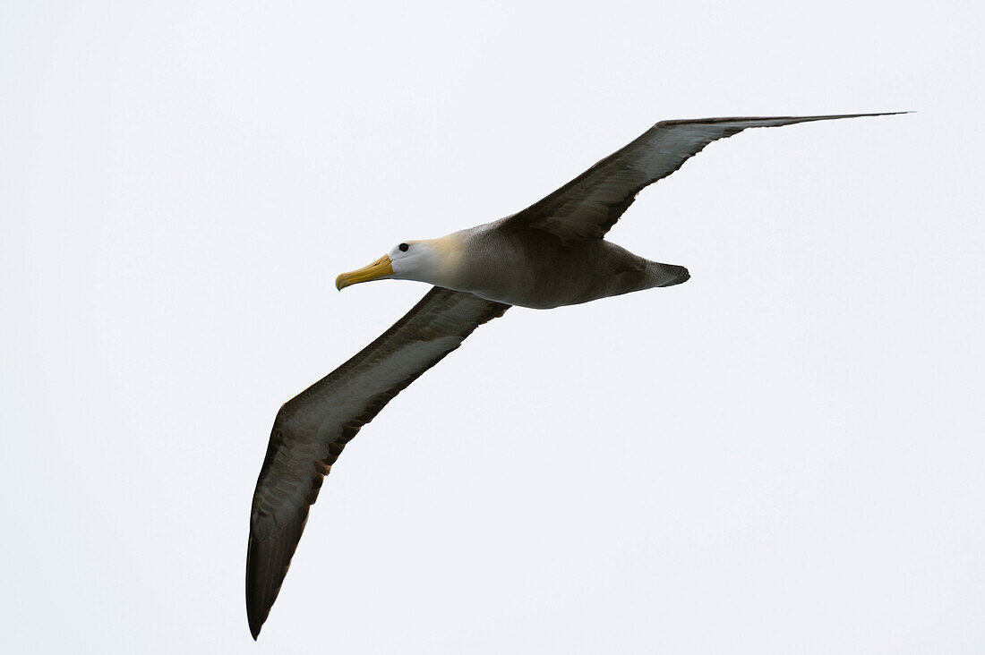 Ein Wellenalbatros, Diomedea irrorata, im Flug. Insel Espanola, Galapagos, Ecuador