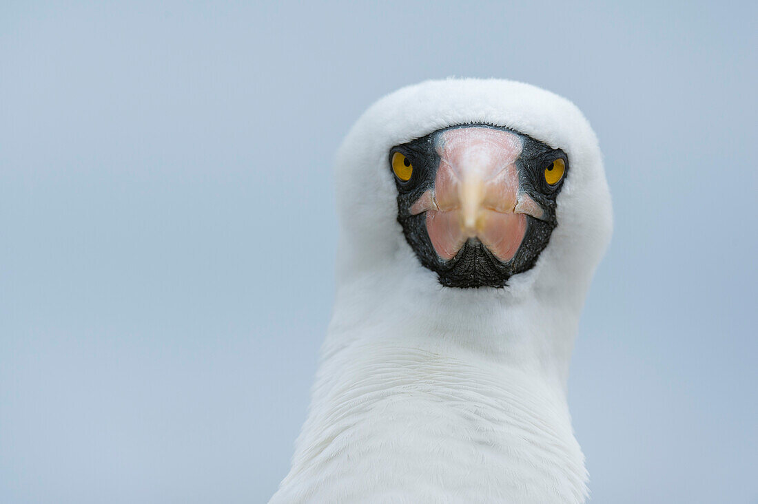 Portrait of a Nazca booby, Sula dactylatra granti, known also as masked booby, looking at the camera. Espanola Island, Galapagos, Ecuador