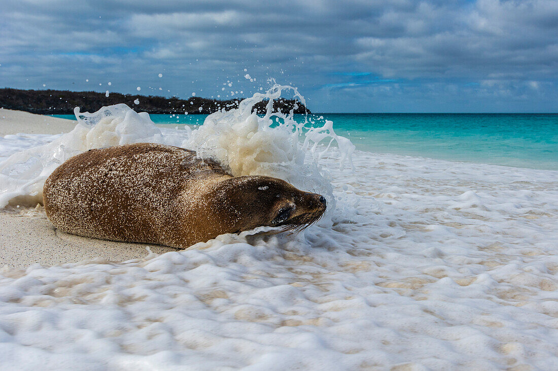 Galapagos-Seelöwe, Zalophus californianus wollebaeki, kühlt sich in den Wellen an einem Sandstrand ab. Gardner-Bucht, Galapagos, Ecuador