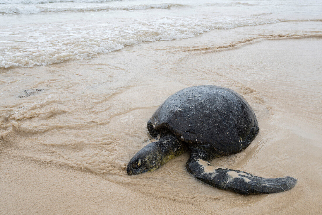 Eine tote Pazifische Grüne Meeresschildkröte, Chelonia mydas agassizi, an einem Strand. Insel Floreana, Galapagos, Ecuador