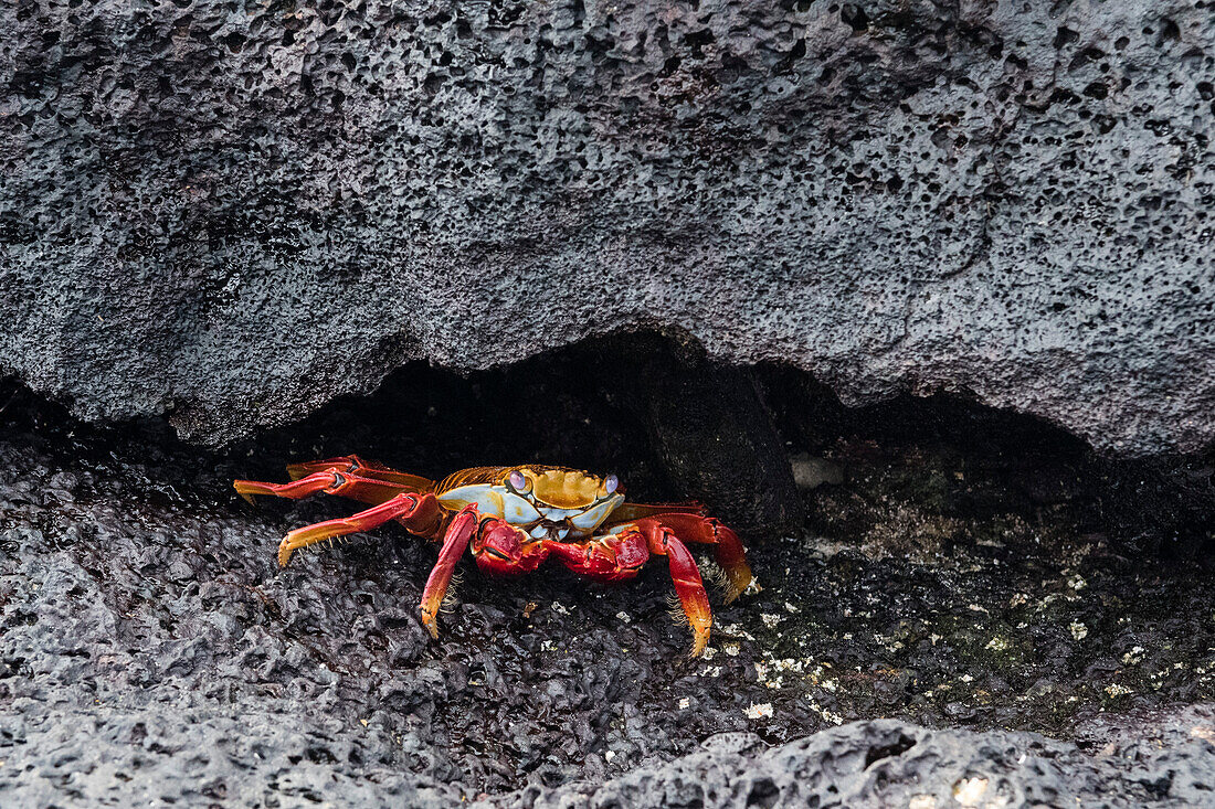 Portrait oa a Sally lightfoot crab, Grapsus grapsus. Floreana Island, Galapagos, Ecuador