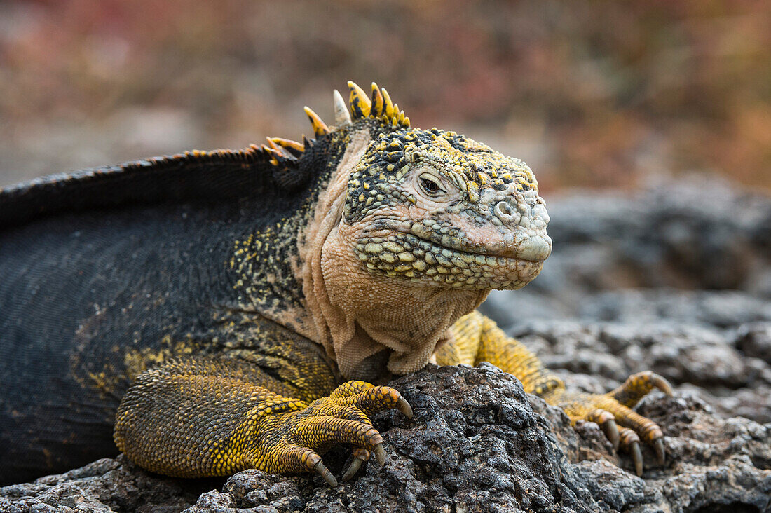 Porträt eines Landleguans, Conolophus subcristatus. South-Plaza-Insel, Galapagos, Ecuador