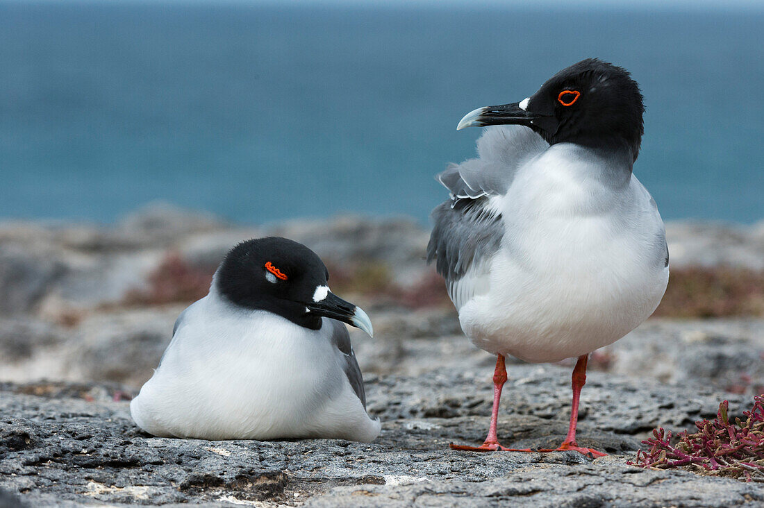 Ein Paar Schwalbenschwanzmöwen, Larus furcatus. South-Plaza-Insel, Galapagos, Ecuador