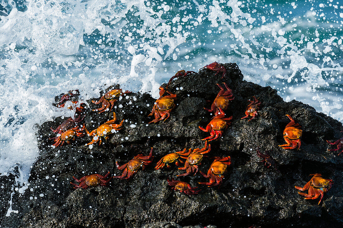 Sally-Leichtfußkrebse, Grapsus grapsus, auf einem Felsen mit plätschernden Wellen. Nord-Seymour-Insel, Galapagos, Ecuador