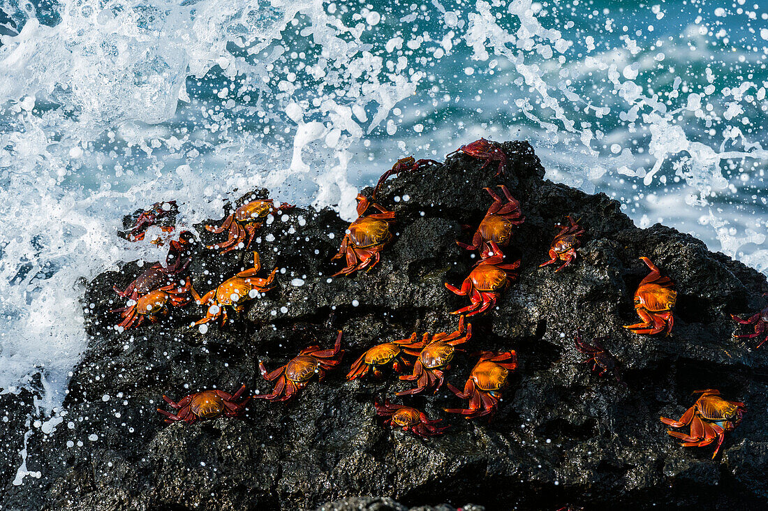 Sally lightfoot crabs, Grapsus grapsus, on a rock with waves splashing. North Seymour island, Galapagos, Ecuador