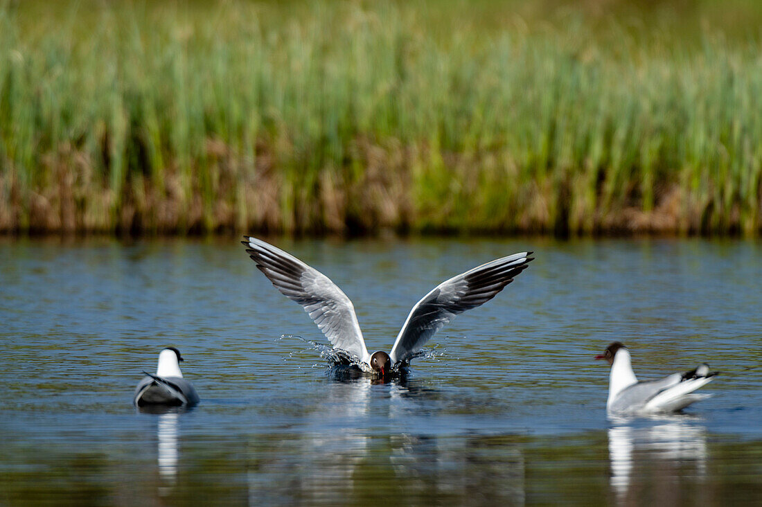 A black-headed gull, Larus ridibundus, landing in a lake near other gulls. Kuhmo, Oulu, Finland.