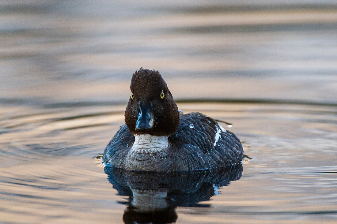 Portrait of a male common goldeneye duck, Bucephala clangula, swimming. Kuhmo, Oulu, Finland.