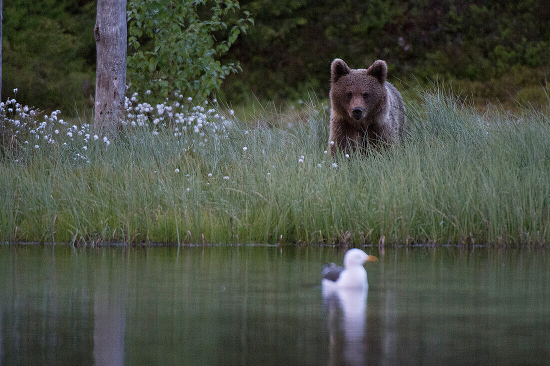 Ein Europäischer Braunbär, Ursus arctos arctos, im hohen Gras beim Beobachten einer Möwe. Kuhmo, Oulu, Finnland.
