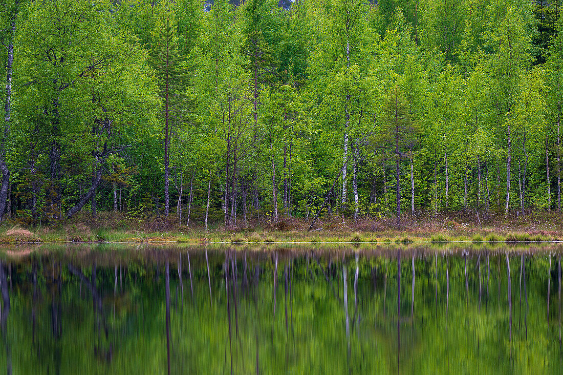A scenic view of trees on a lake shore. Kuhmo, Oulu, Finland.