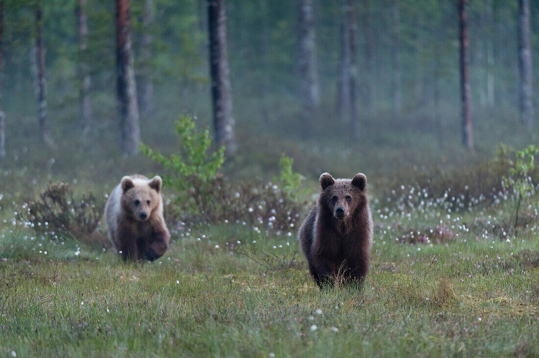 Zwei junge europäische Braunbären, Ursus arctos arctos, beim Spaziergang im Wald. Kuhmo, Oulu, Finnland.