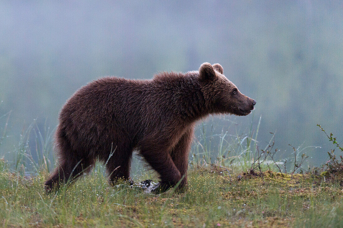 Ein junger Europäischer Braunbär, Ursus arctos arctos, geht an einem Seeufer spazieren. Kuhmo, Oulu, Finnland.