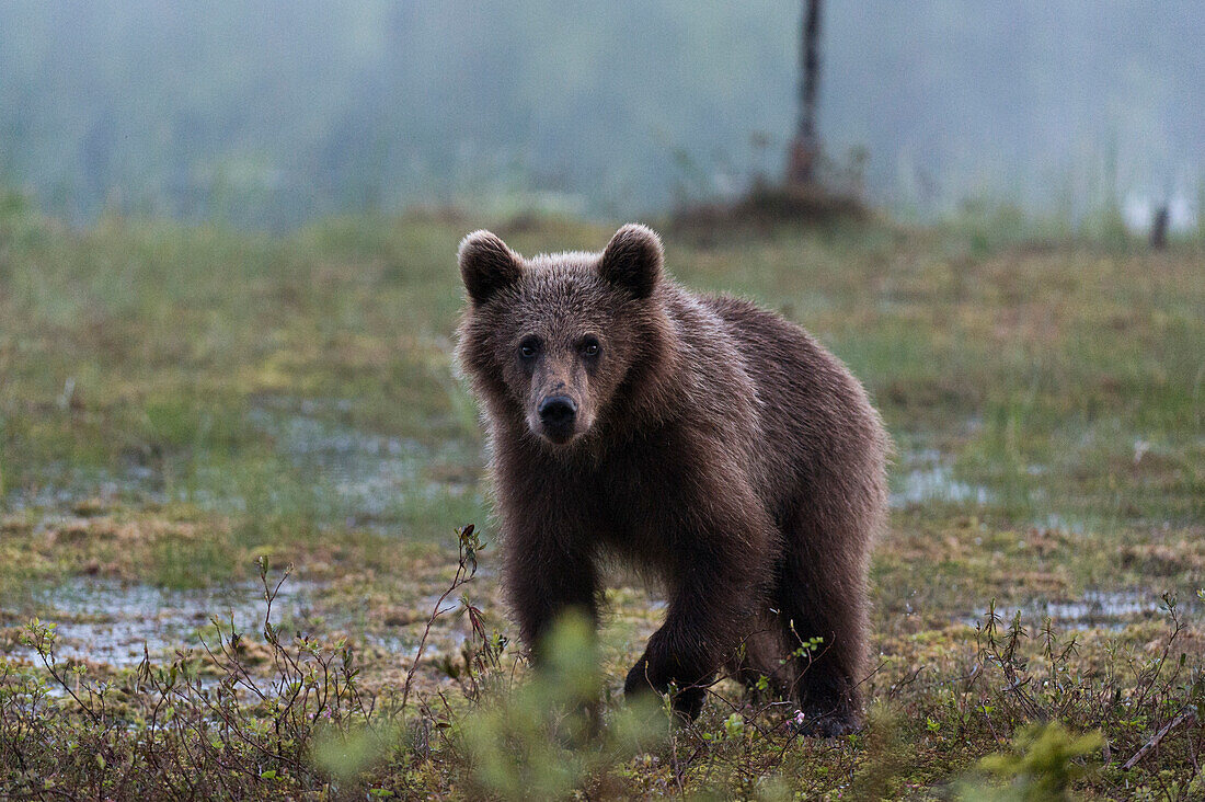 A juvenile European brown bear, Ursus arctos arctos, walking and looking at the camera. Kuhmo, Oulu, Finland.