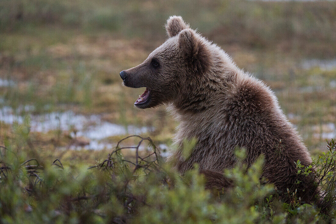Ein junger Europäischer Braunbär, Ursus arctos arctos, hinter einem Busch. Kuhmo, Oulu, Finnland.