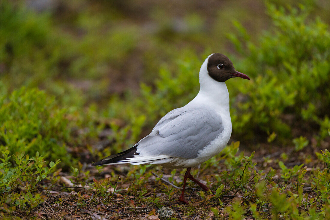 Porträt einer Lachmöwe, Larus ridibundus. Kuhmo, Oulu, Finnland.