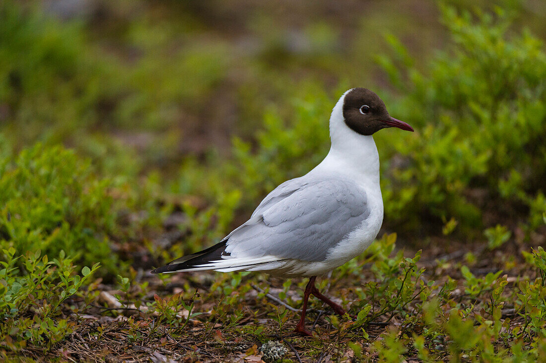 Portrait of a black-headed gull, Larus ridibundus. Kuhmo, Oulu, Finland.