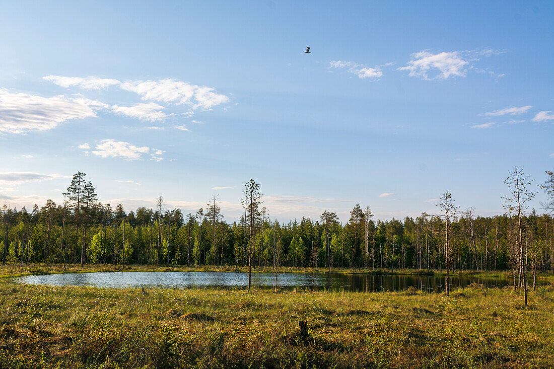 Eine malerische Landschaft mit immergrünen Wäldern und einem See, in Finnland. Kuhmo, Oulu, Finnland.