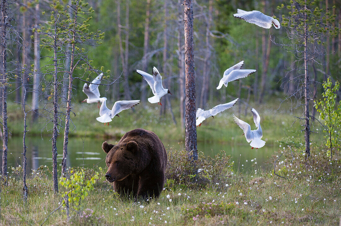 A European brown bear, Ursus arctos arctos, walking followed by black-headed gulls, Larus ridibundus. Kuhmo, Oulu, Finland.