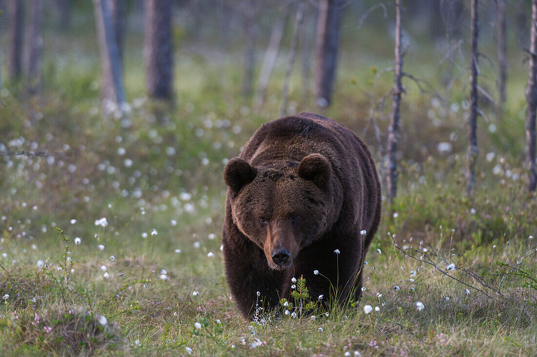 Ein Europäischer Braunbär, Ursus arctos arctos, auf einer Wiese mit blühendem Baumwollgras. Kuhmo, Oulu, Finnland.
