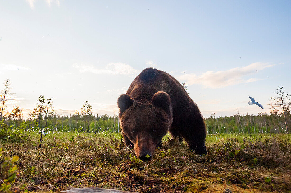 A close up wide angle picture of a European brown bear, Ursus arctos arctos, taken by a remote camera. Kuhmo, Oulu, Finland.