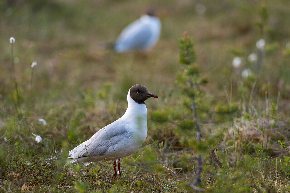 Porträt einer Lachmöwe, Larus ridibundus. Kuhmo, Oulu, Finnland.