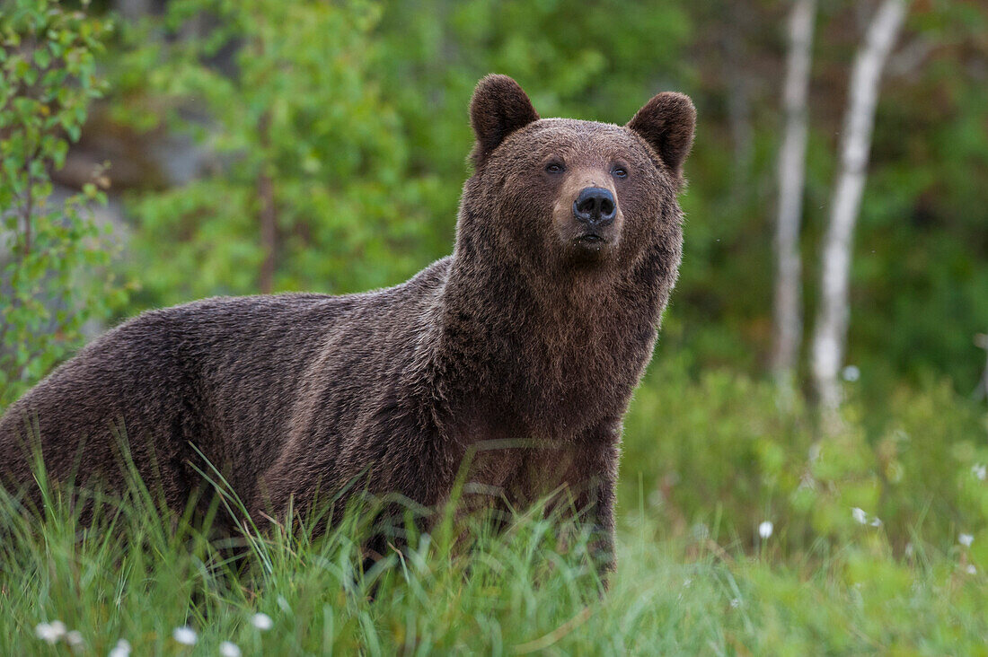 Portrait of a European brown bear, Ursus arctos, Kuhmo, Finland. Finland.