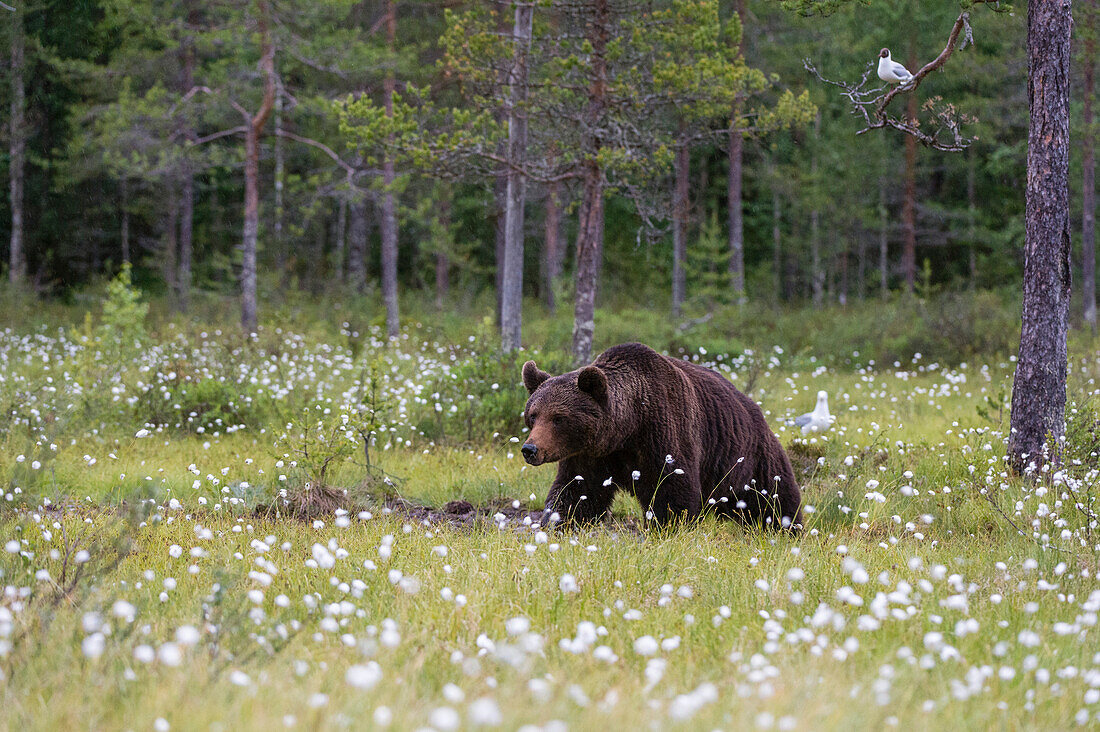 Europäischer Braunbär, Ursus arctos, beim Spaziergang auf einer Wiese mit blühendem Baumwollgras, Kuhmo, Finnland. Finnland.