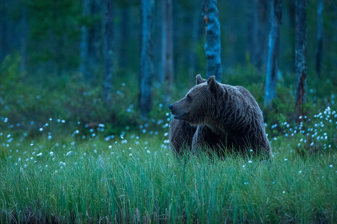 Ein Europäischer Braunbär, Ursus arctos, spaziert nachts durch den Wald, Kuhmo, Finnland. Finnland.