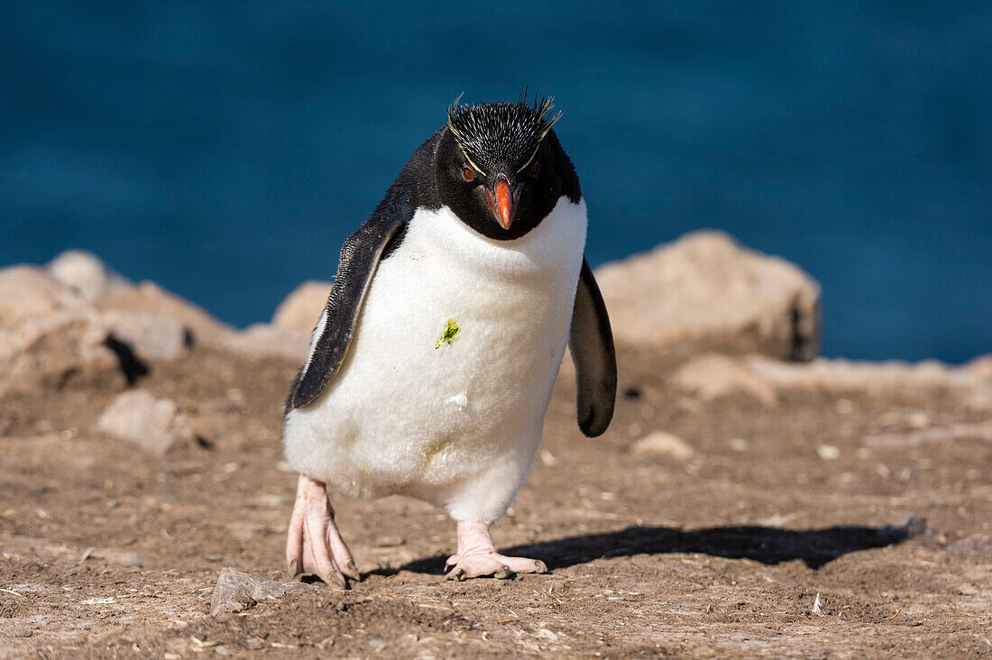 A rockhopper penguin, Eudyptes chrysocome, walking. Pebble Island, Falkland Islands