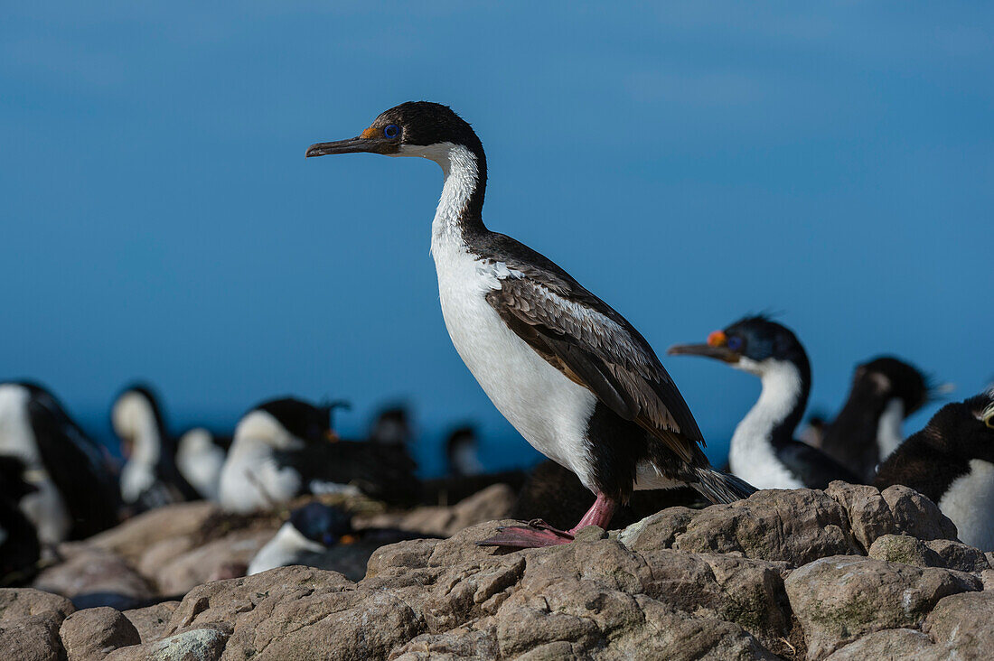 Portrait of an imperial shag, Leucocarbo atriceps. Pebble Island, Falkland Islands