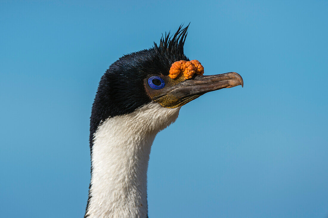 Portrait of an imperial shag, Leucocarbo atriceps. Pebble Island, Falkland Islands