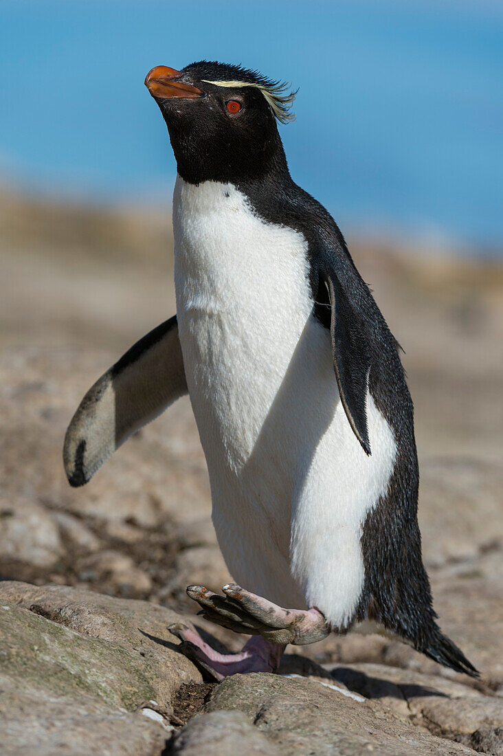 A rockhopper penguin, Eudyptes chrysocome, walking on a rock. Pebble Island, Falkland Islands