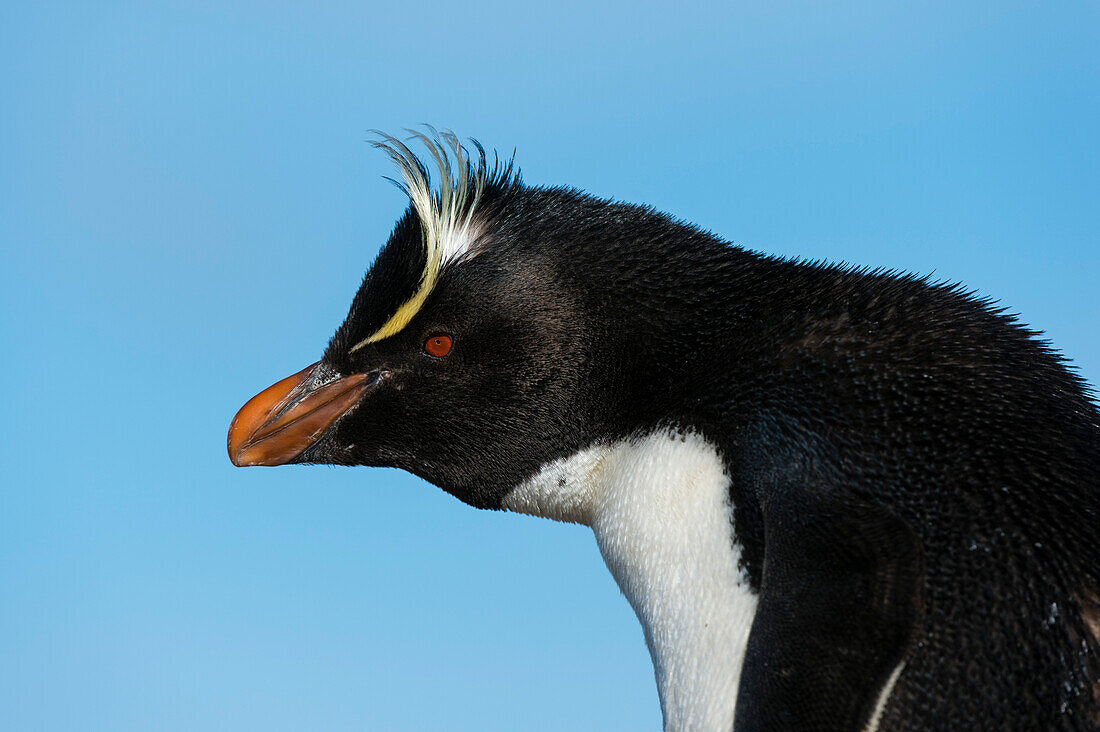 Close up portrait of a rockhopper penguin, Eudyptes chrysocome. Pebble Island, Falkland Islands