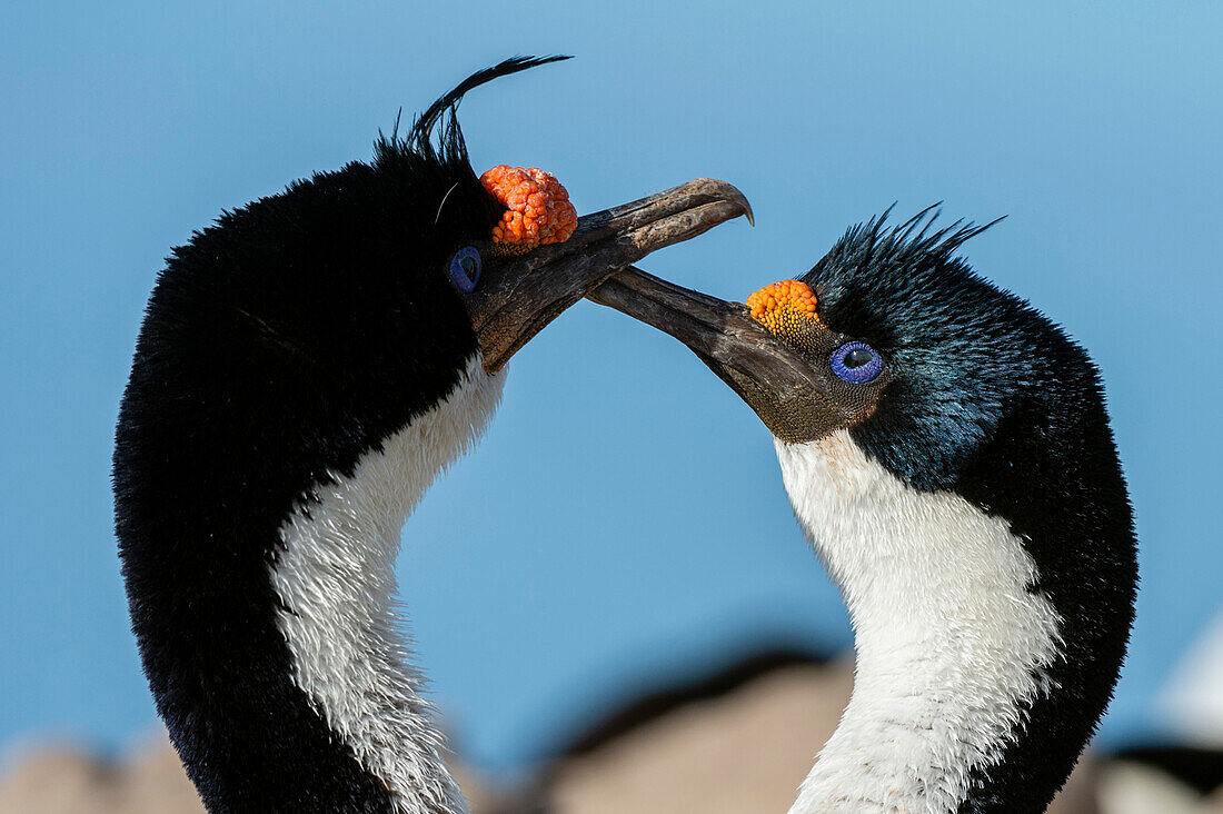 Kaiserscharbe, Leucocarbo atriceps, bei der Balz. Pebble-Insel, Falklandinseln