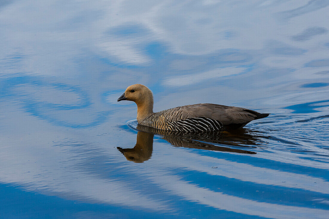 A female upland goose, Chloephaga picta, on a lake. Pebble Island, Falkland Islands