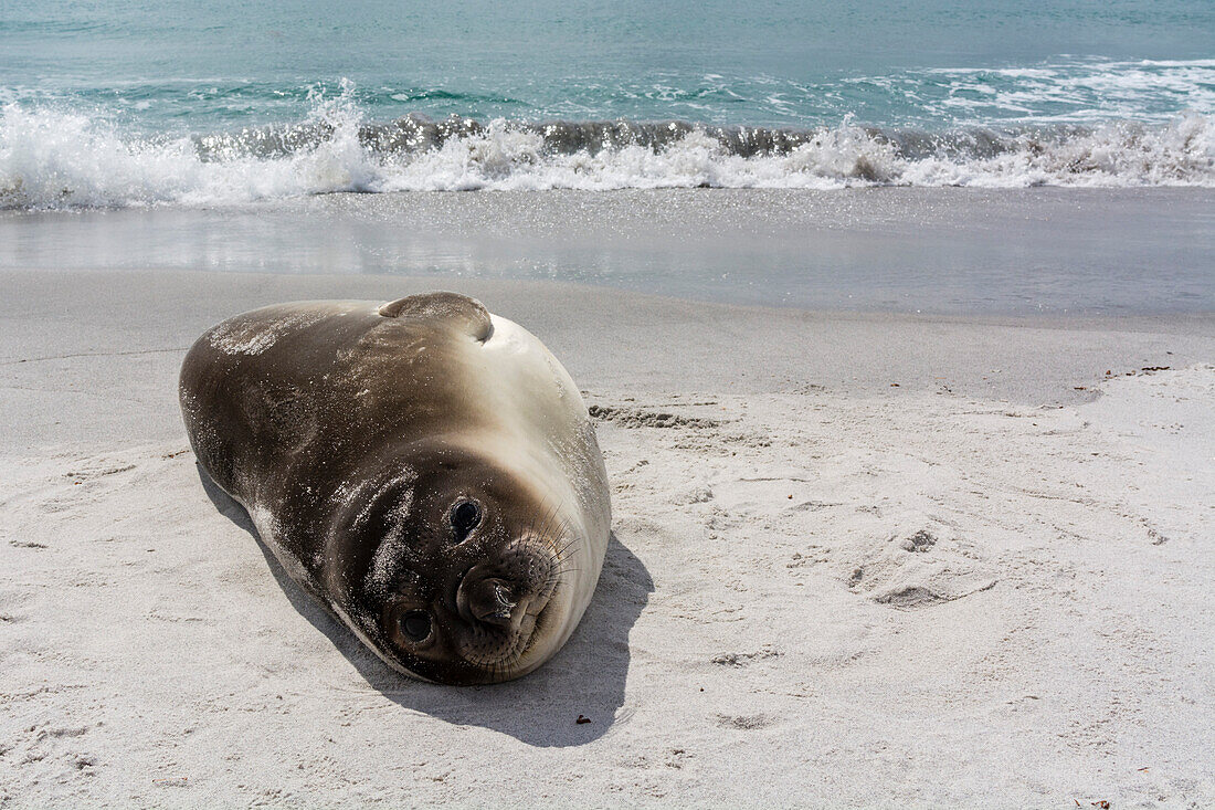 Junge Südliche Seeelefanten, Mirounga leonina, ruhen sich am Strand aus. Seelöweninsel, Falklandinseln