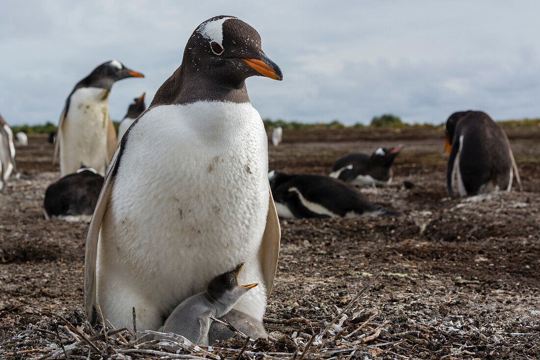 A Gentoo penguin, Pygoscelis papua, with its chick. Sea Lion Island, Falkland Islands