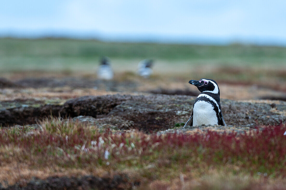 Magellanpinguin, Spheniscus magellanicus, am Eingang seines Baues. Seelöweninsel, Falklandinseln